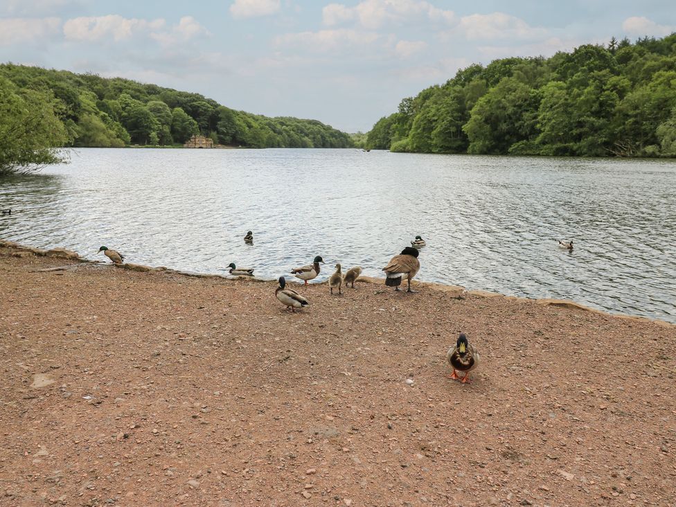 A lake with ducks at the shore near a forested area