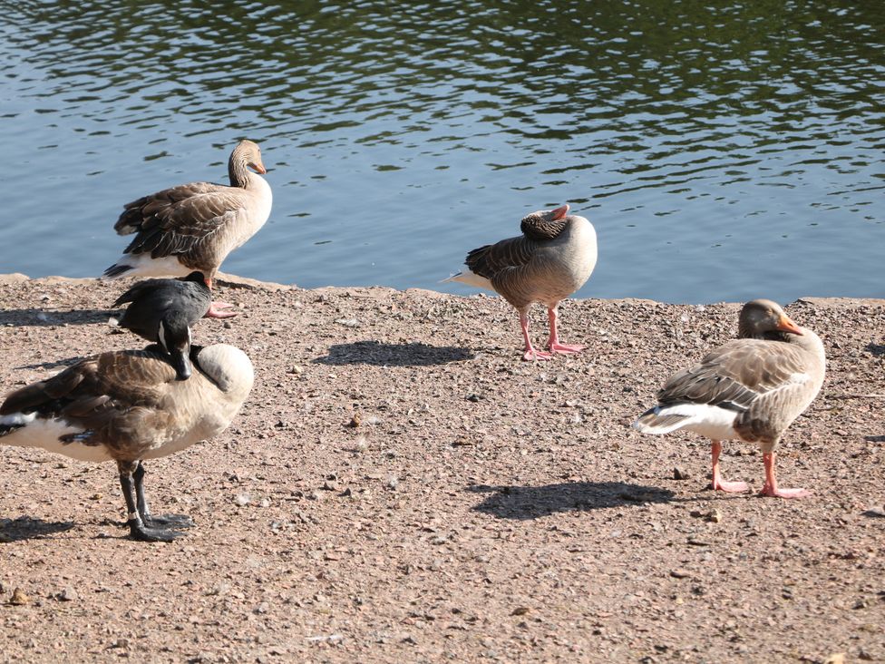 Birds standing by the water at Lake Side Cottage in Wakefield