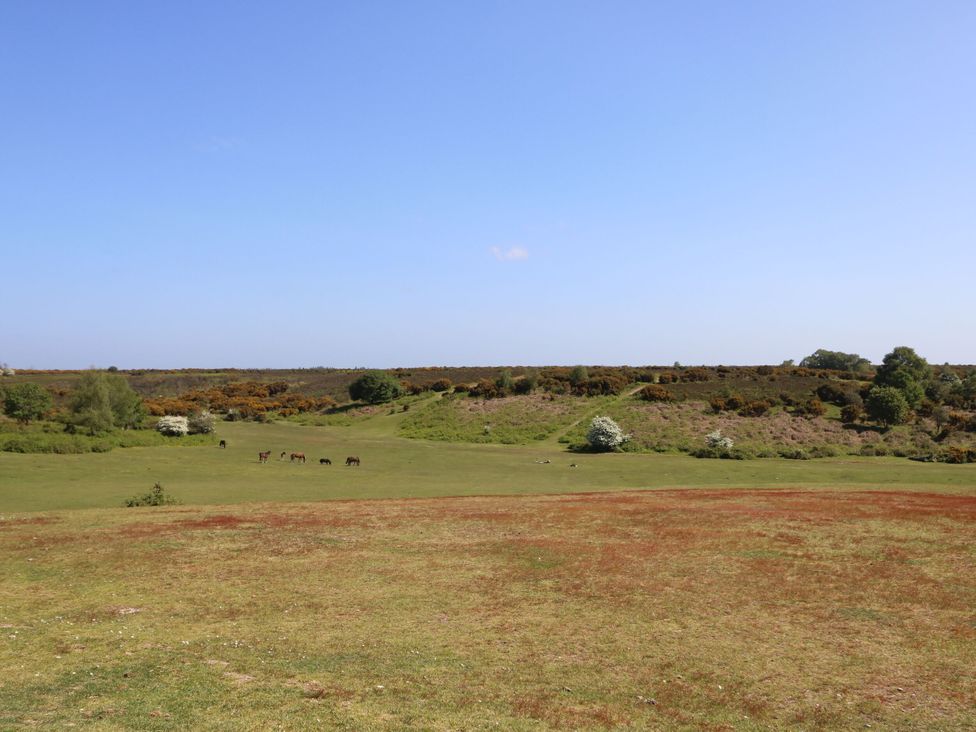 A field with horses grazing at Woodlands house Ringwood