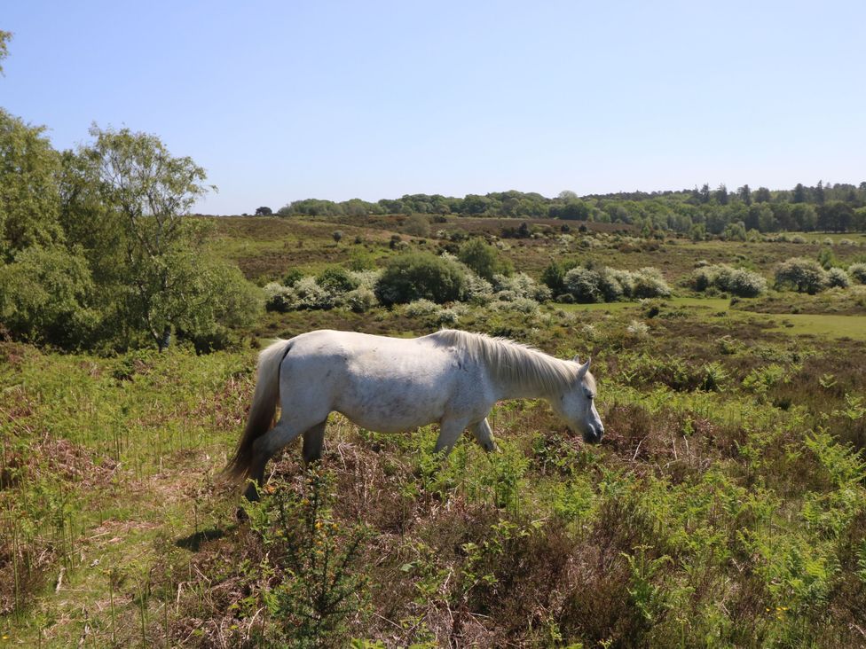 A horse grazing in a green landscape at Woodlands house Ringwood