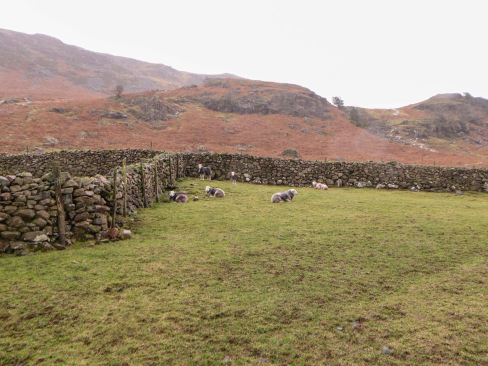 Sheep in a field with stone walls at Easthwaite Cottage Holmrook near Easthwaite Farm
