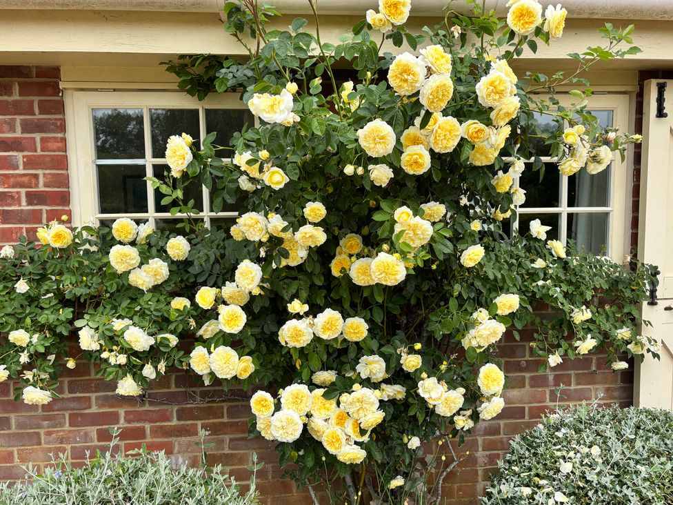 A wall covered with yellow roses and a window at New Barn in Broad Chalke