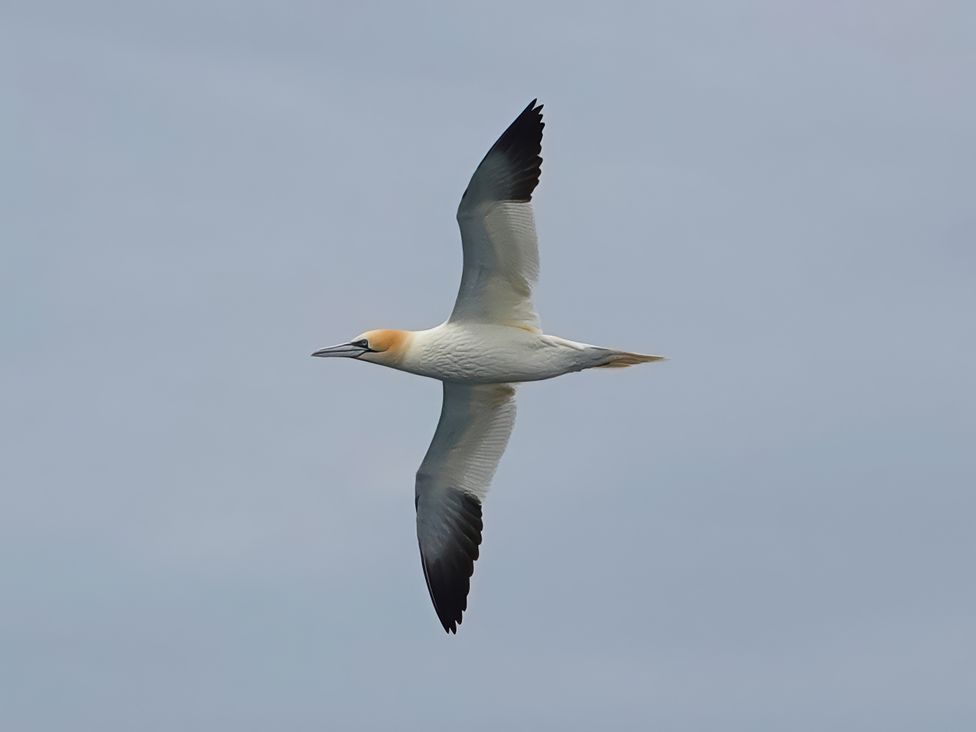 A bird in flight against a cloudy sky at The Cwtch in Marloes