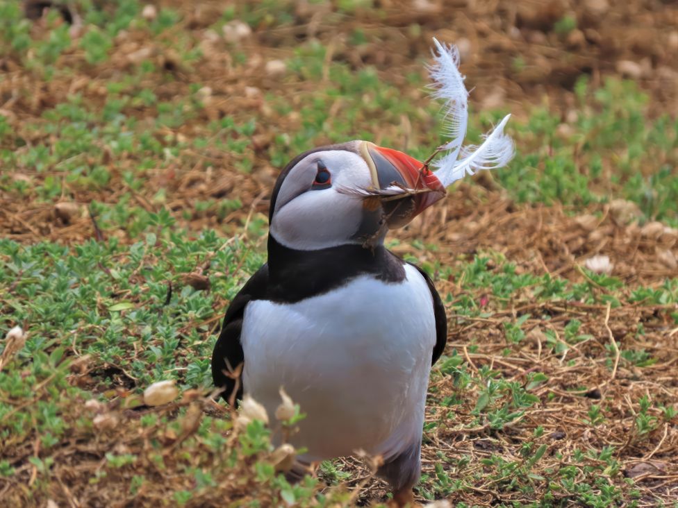 A puffin holding feathers in its beak on the grass