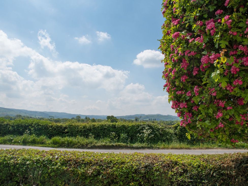 A view of flowering bushes and hills at Glencoe Cottage in Broadway