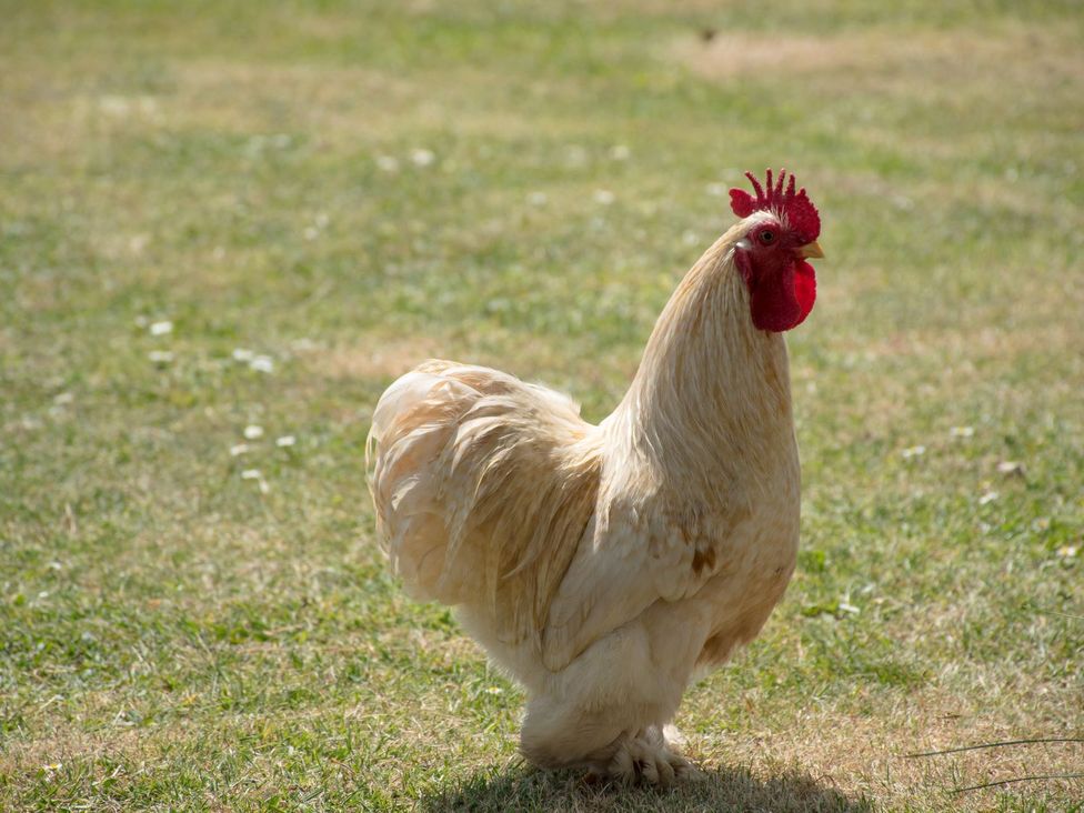 A rooster standing on green grass at Glencoe Cottage in Broadway