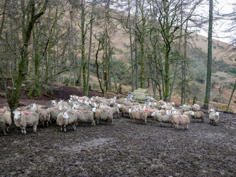 A group of sheep in a muddy field surrounded by trees at Newlands Fell Cottage in Newlands near Keswick