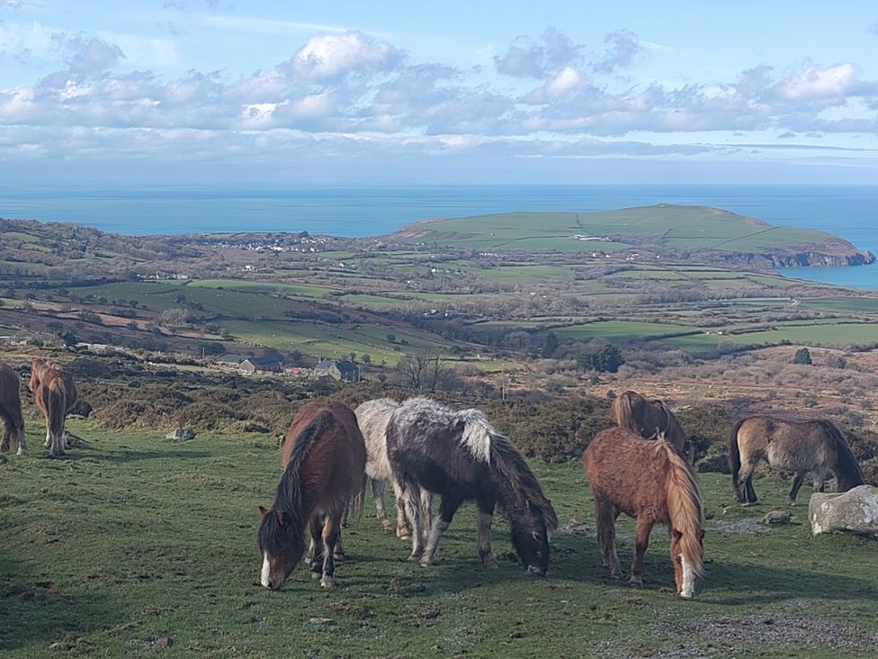 A group of horses grazing in a landscape with water and hills at Ty Mor in Newport, Pembrokeshire
