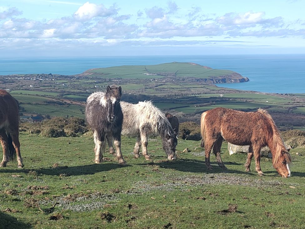 Horses grazing on grass with a coastal view at Ty Mor in Newport, Pembrokeshire