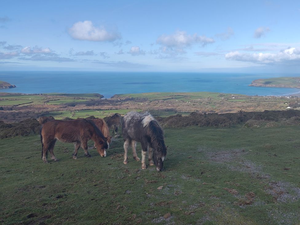 Two horses grazing on grass with a view of the sea and landscape at Ty Mor in Newport, Pembrokeshire
