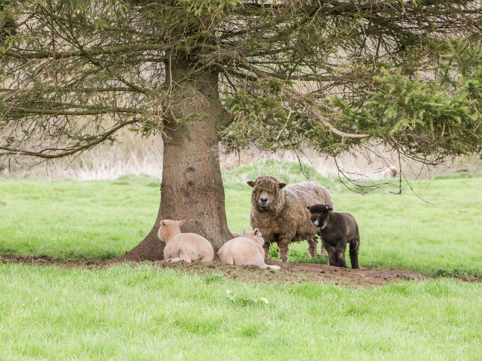 Sheep and lambs resting under a tree in a grassy area at Orchard Cottage in Ledbury