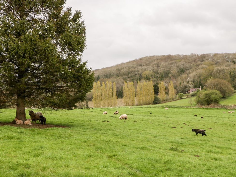 A field with sheep grazing and a tree at Orchard Cottage in Ledbury