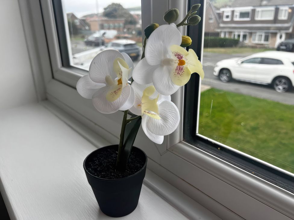 A flower in a pot near a window at 21 Bastion Gardens Prestatyn