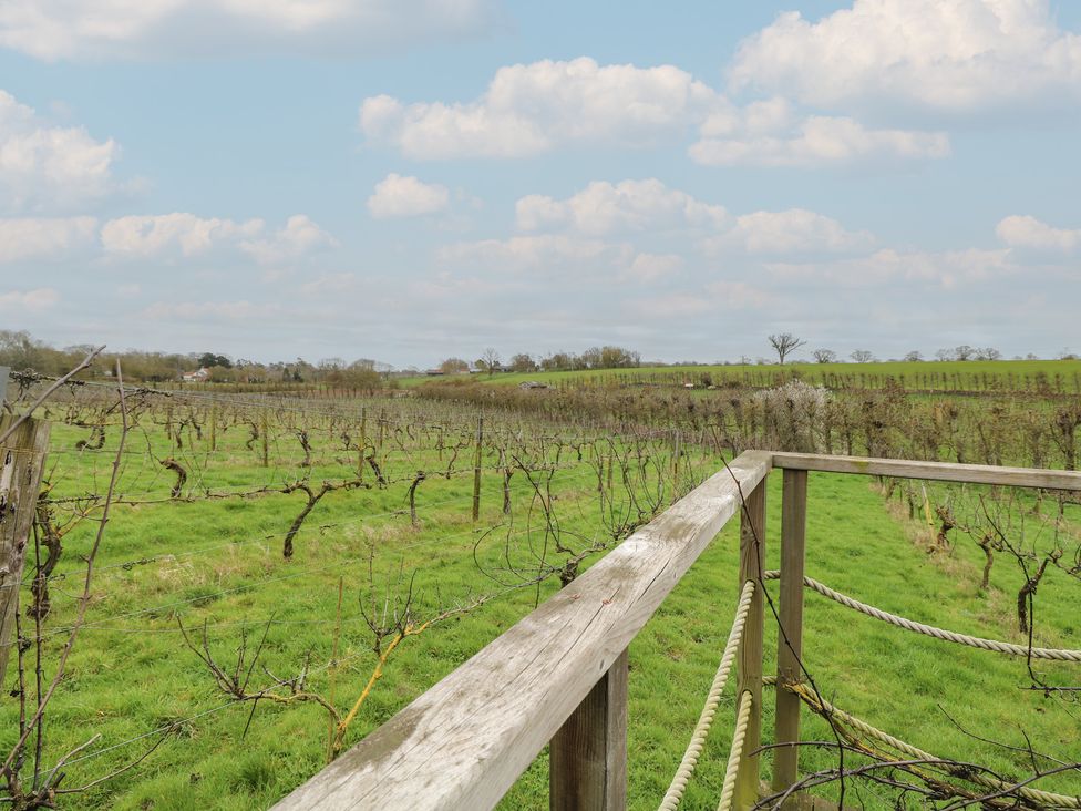 A vineyard with a wooden railing and a grassy field near Halesworth