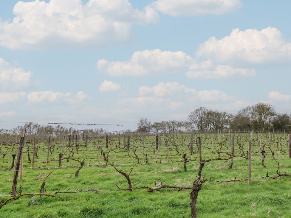 A vineyard with bare vines and clouds at Vine View near Halesworth