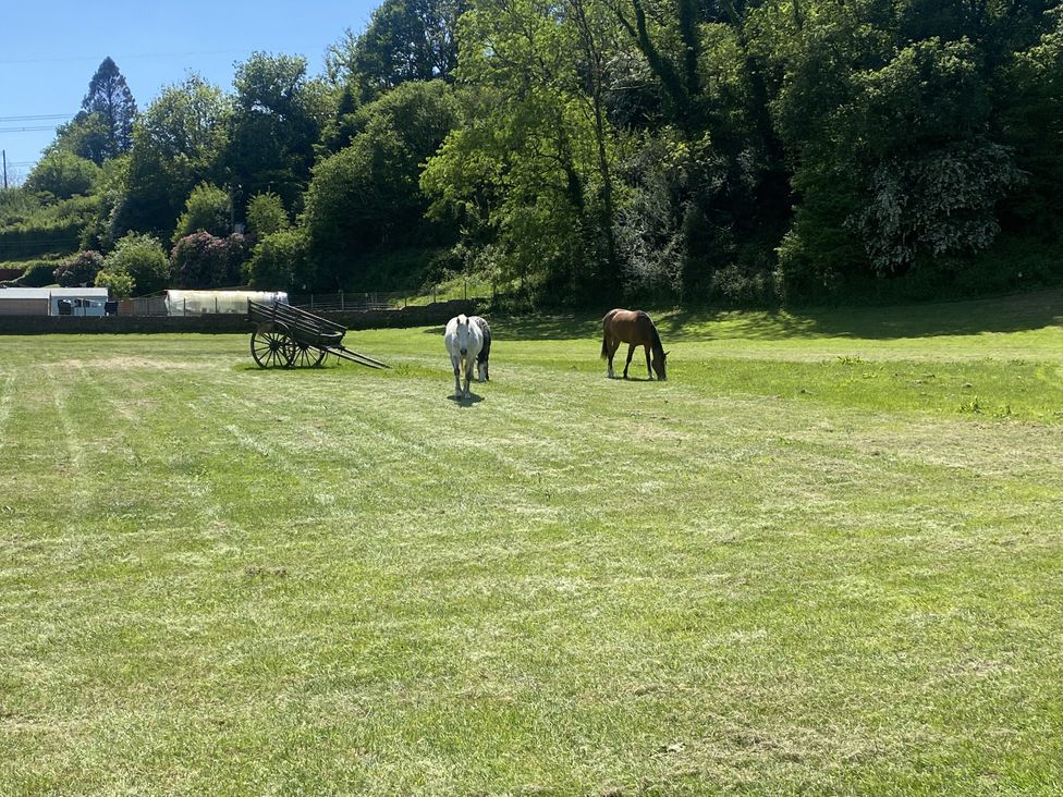 Horses grazing in a field with a wagon at Picton House near St Clears