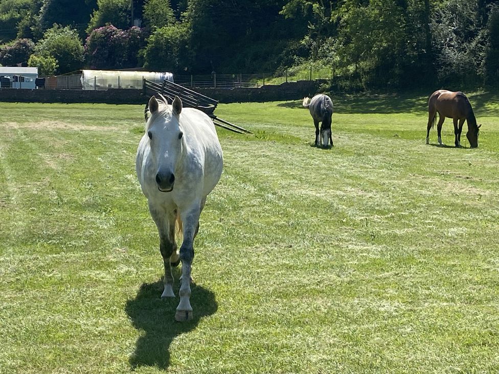 Three horses in a pasture with a barn and trees near St Clears