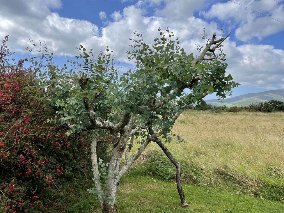 A tree and bushes in a grassy area at The Faithfuls Cabin in Dingle, County Kerry