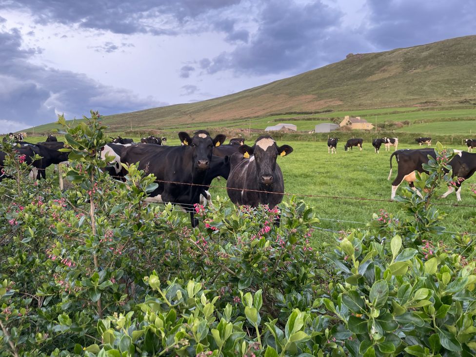 Cows in a field with hills in the background at The Faithfuls Cabin in Dingle, County Kerry