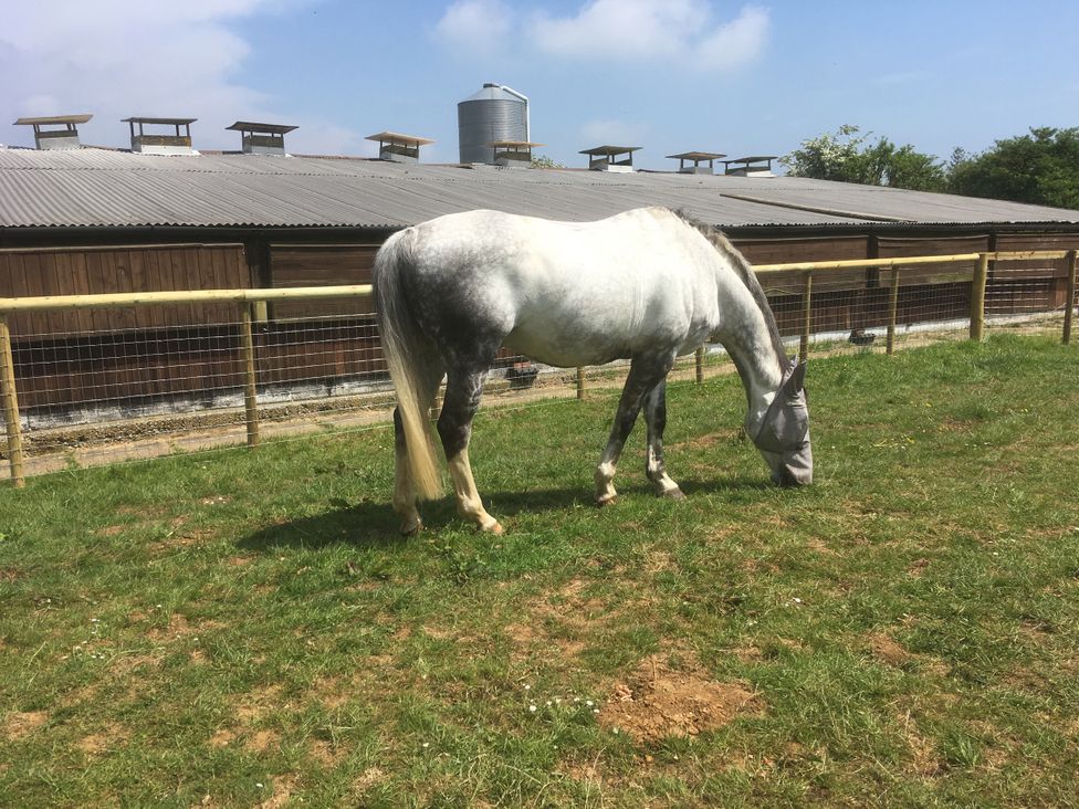 A horse grazing in a field near a barn at Bluebell Cottage near Lenham