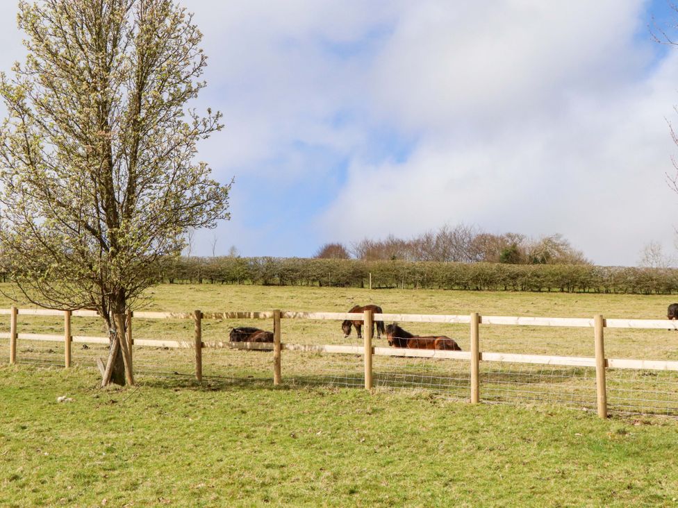 A field with horses and a tree at The Mill House in Newton Abbot