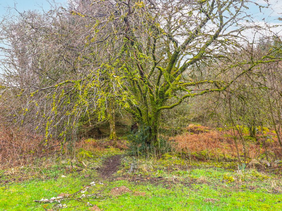 Oak -  - 1196512 - thumbnail photo 23