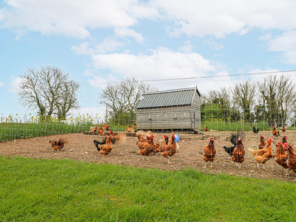 An outdoor scene with chickens and a chicken coop at America Lodge in Oakham