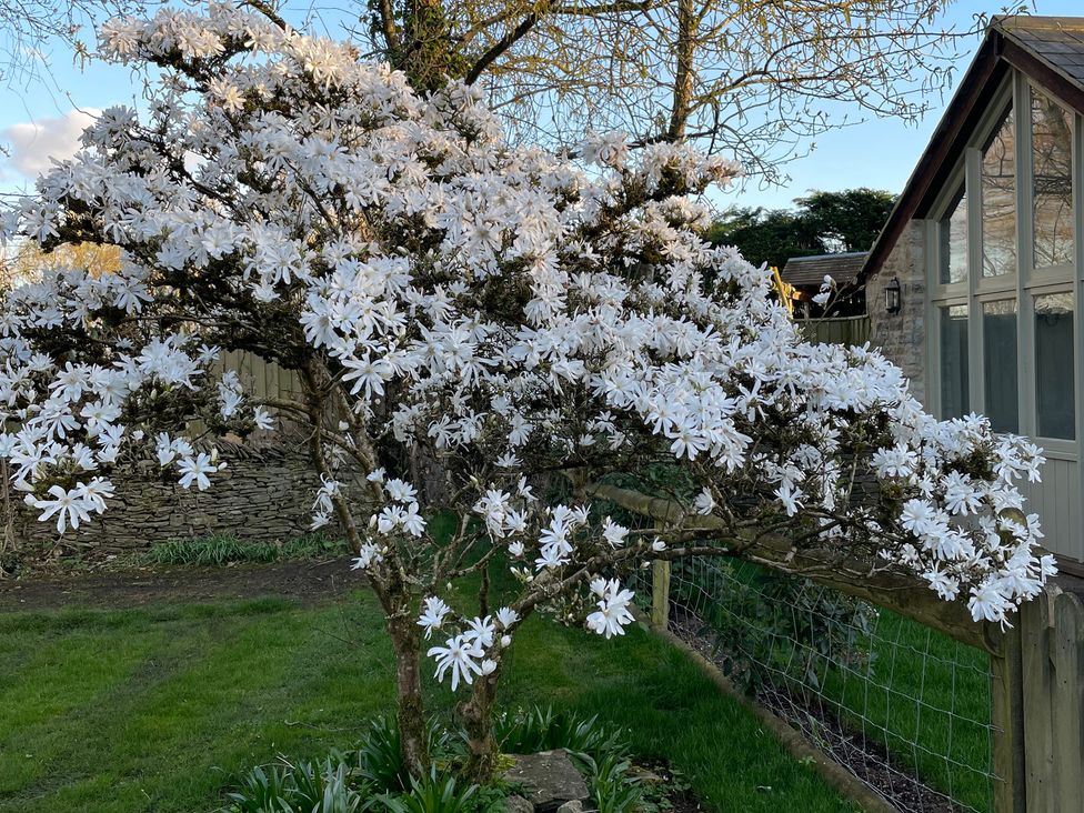 A tree with white flowers in a garden at Meadow Lodge in Cerney Wick near South Cerney, Cotswolds