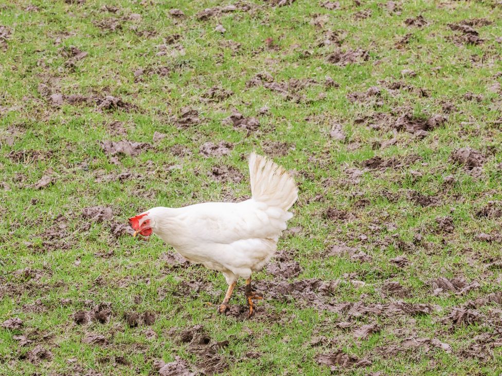 A chicken walking on grass and mud at Ingleside Cottage in Whitby