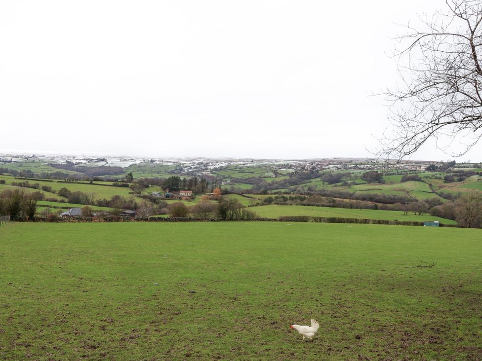 A field with a chicken and trees in the background at Ingleside Cottage in Whitby