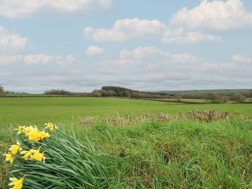 A field with daffodils in the foreground at Little Blagdon in Ashwater