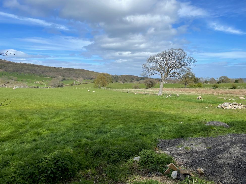 An outdoor scene with sheep and a tree at Inglewood Bach in Conwy