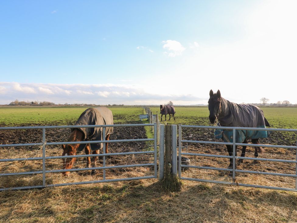 Three horses in a field with a fence at Granada at Avalon Eco Farm in Cambridge