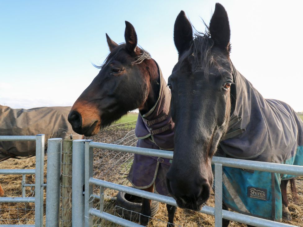 Two horses near a fence with horse blankets at Granada at Avalon Eco Farm Cambridge