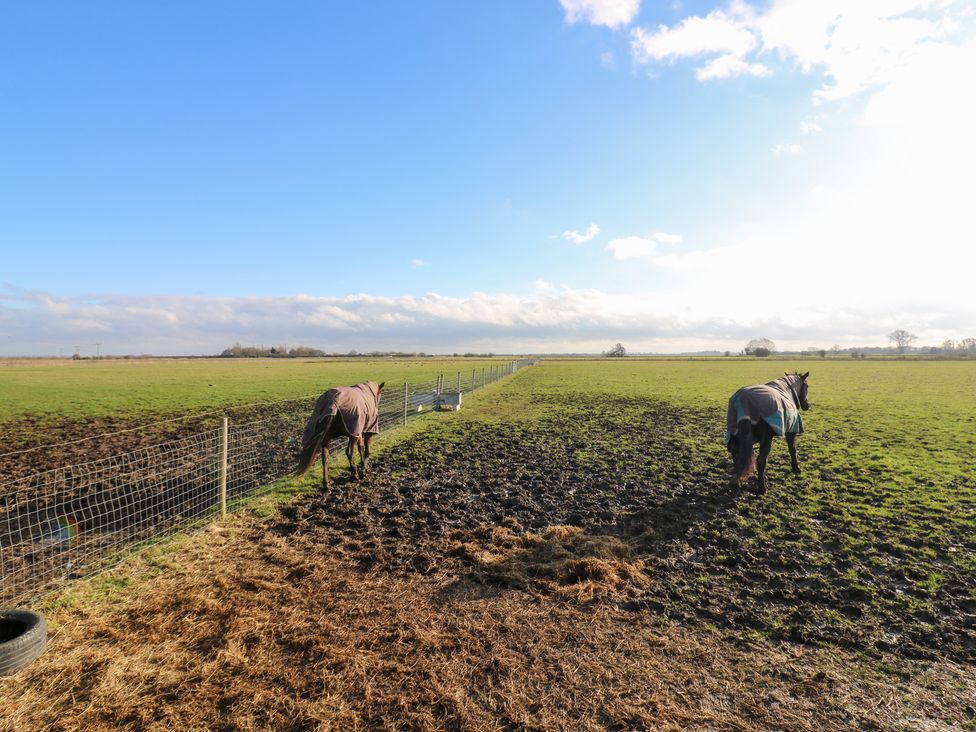 Two horses in a field with a fence at Granada at Avalon Eco Farm Cambridge