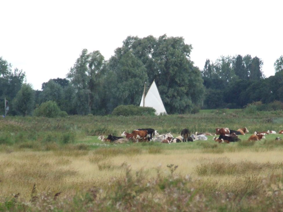 A field with cows and a tent at Woodland Lodge The Snug Filby