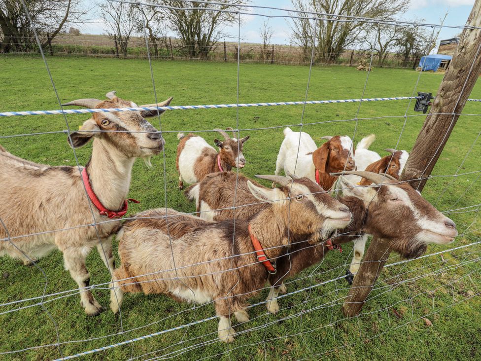 A group of goats behind a fence at Mardi Gras in Wisbech