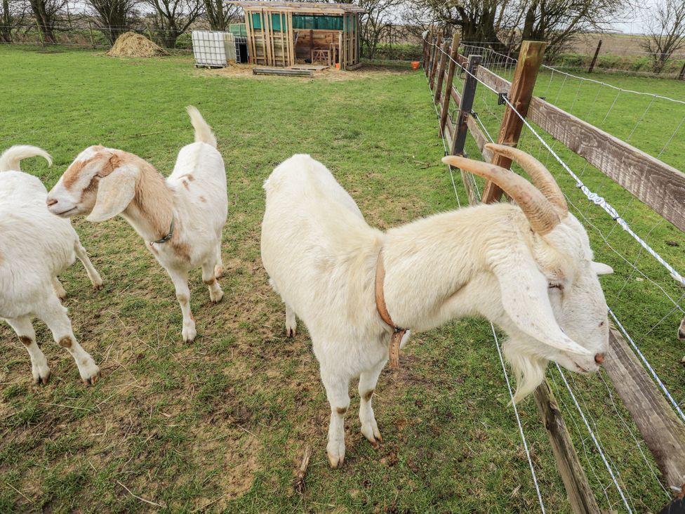 Three goats in a pasture with a shed at Mardi Gras Wisbech