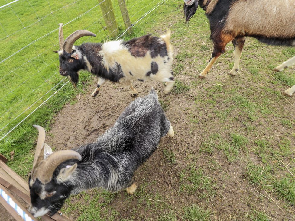 A group of goats in a fenced area at Mardi Gras in Wisbech