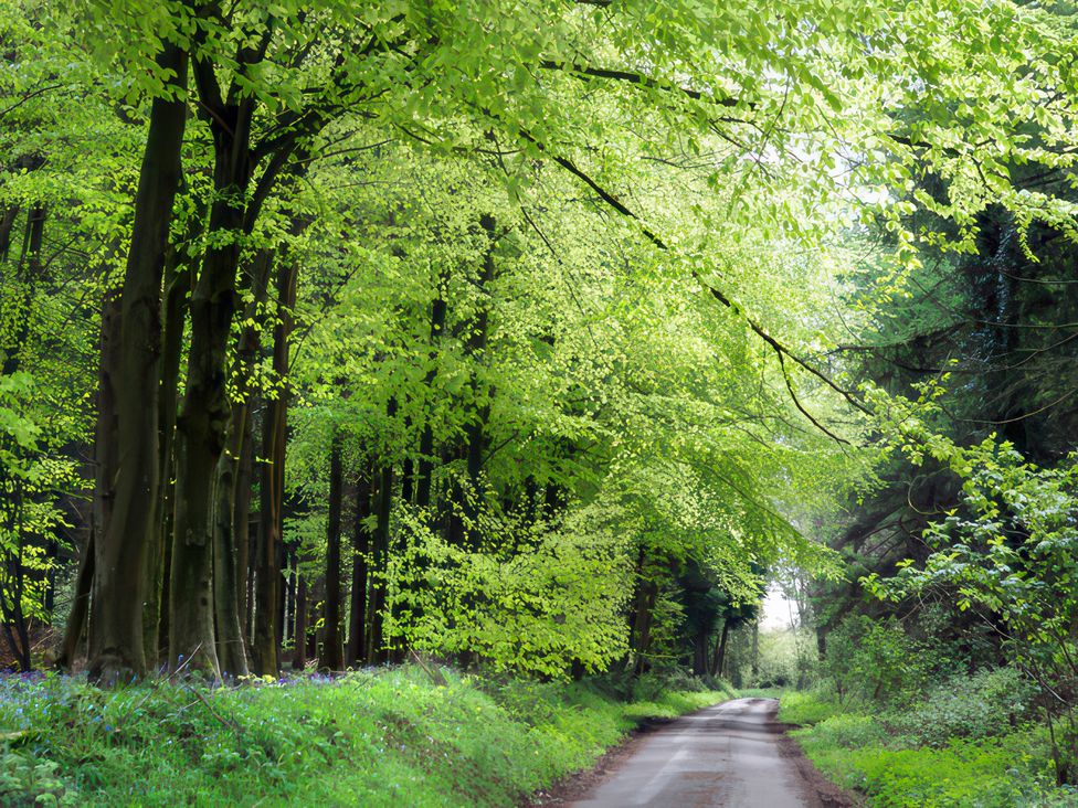 Lavender Cottage - Dorset - 1197235 - thumbnail photo 17