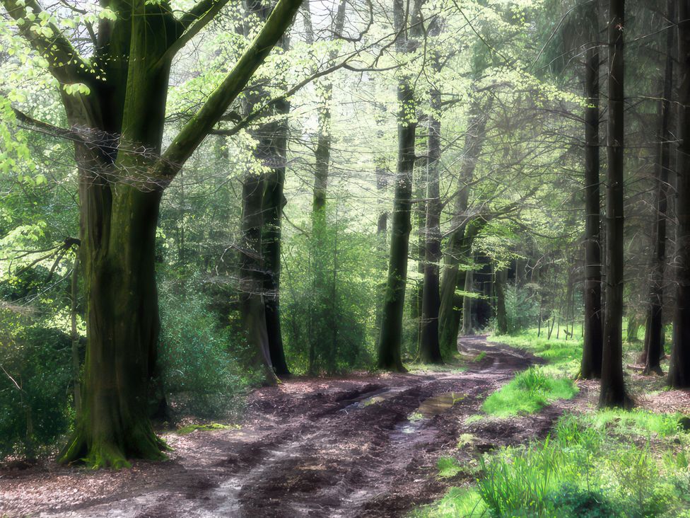 A path surrounded by trees in a forest at Lavender Cottage in Bourton, Dorset