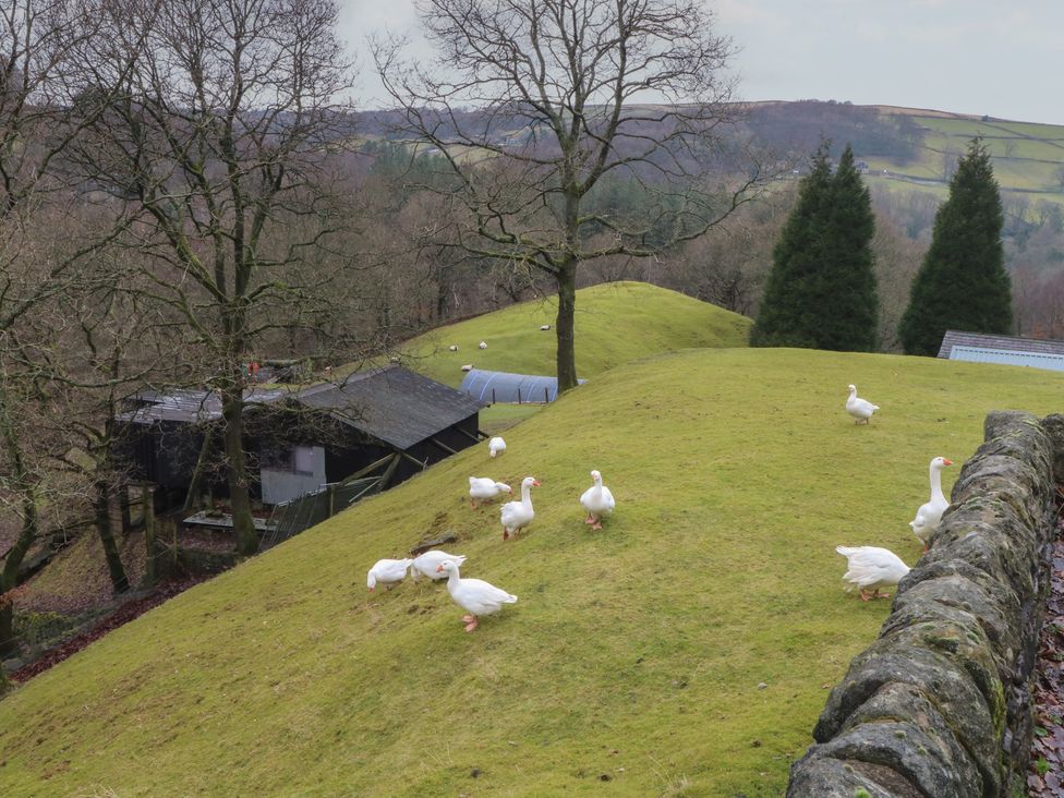 An outdoor area with geese and trees at Victoria Wood View in Cragg Vale