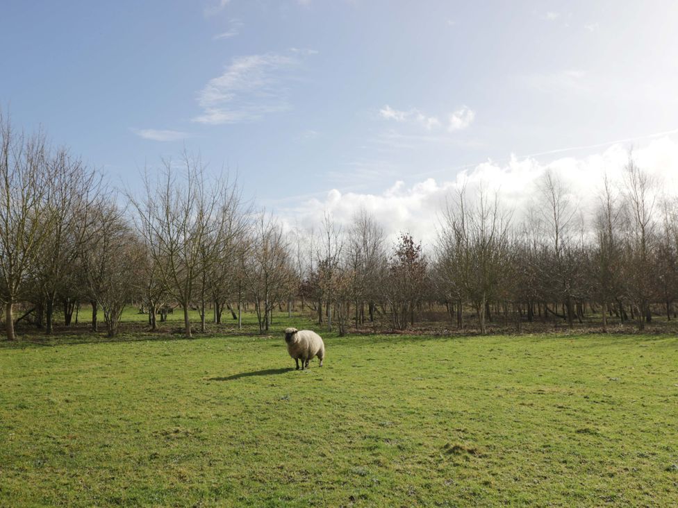 A sheep standing on grass with trees in the background at Bengrove Wood Lodge in Shepton Mallet