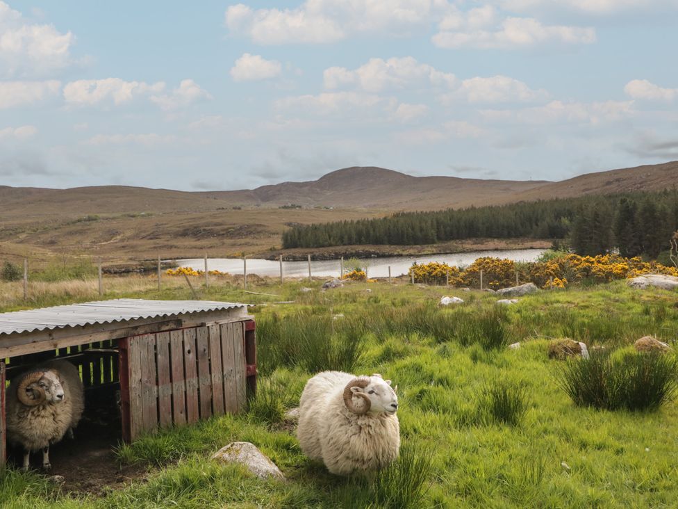 A landscape with sheep and a shed near water at Hanowen House in Dungloe, County Donegal