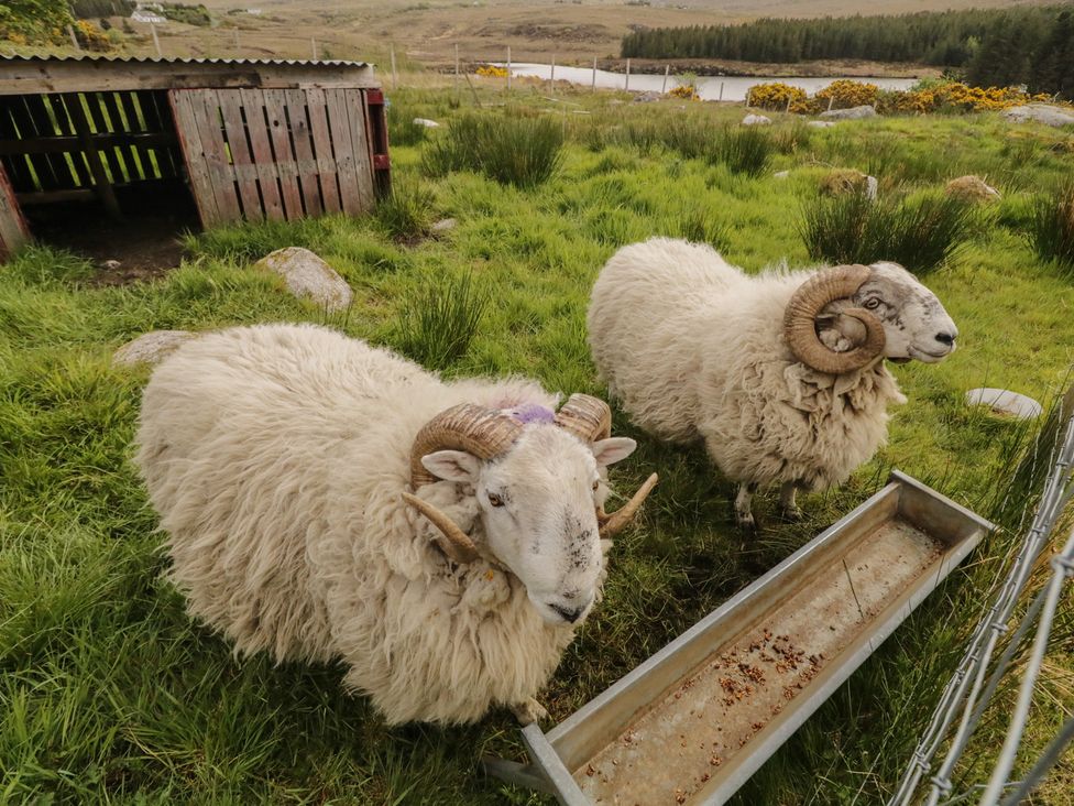 Two sheep near a trough at Hanowen House Dungloe, County Donegal