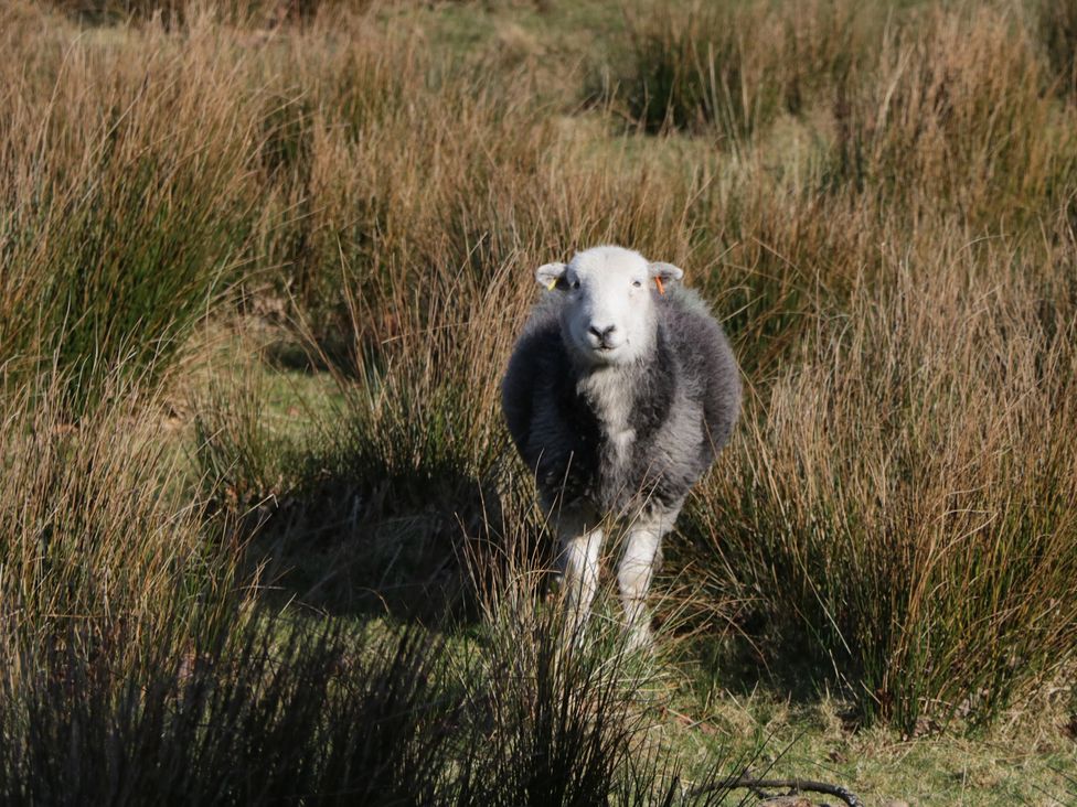 A sheep standing in a grassy field