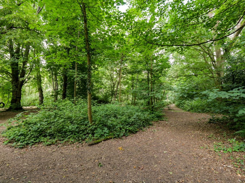 A forest pathway with trees and bushes at Daisy Glamping Pod in Woolton Hill