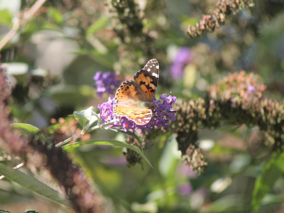 A butterfly on a flower in Nature’s Retreat in Holloway