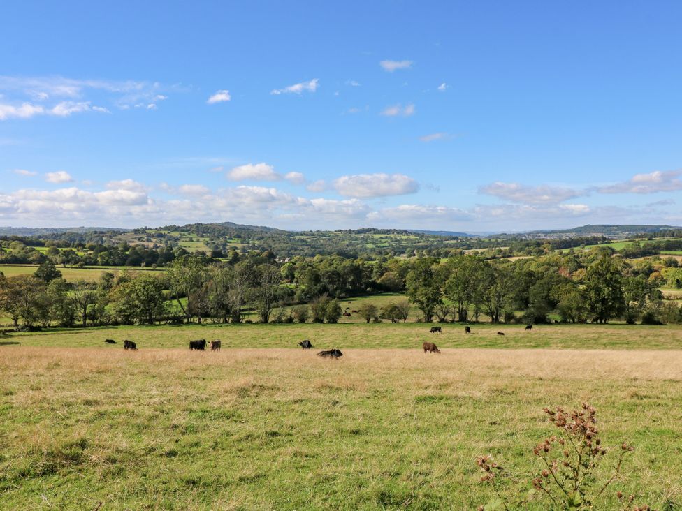 A field with cows grazing and trees in the background at Nature’s Retreat in Holloway