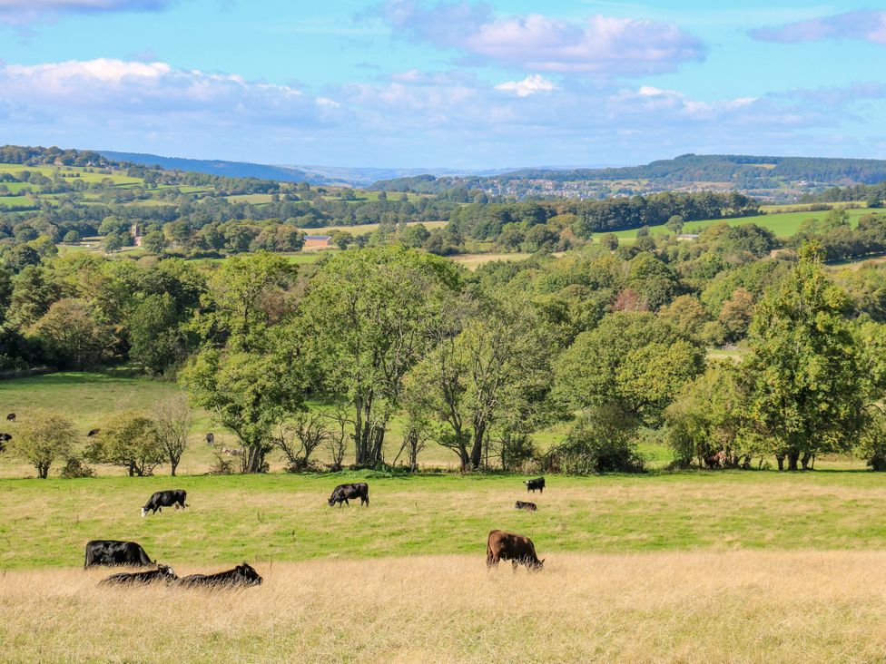 A field with cows grazing in a landscape at Nature’s Retreat in Holloway